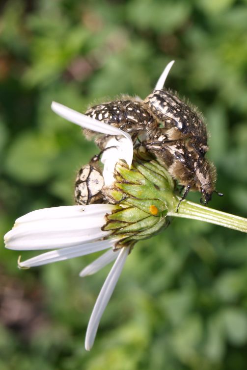 Identificazioni
